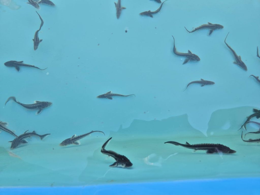 Изображение WhatsApp 2025-07-18 в 09.15.19_8c1c9a91.jpg Изображение WhatsApp 2025-07-18 в 09.15.19_8c1c9a91.jpg